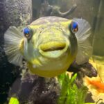 BigMuddyAquatics BigMuddyAquatics