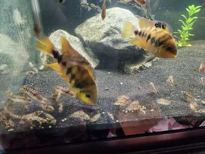 yellow convicts