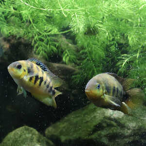 yellow convicts yellow convicts
