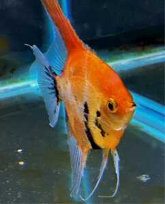 Koi Male 1 27 Koi Male 1 27