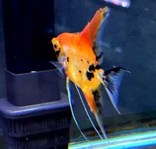 Koi Female 1 27 Koi Female 1 27