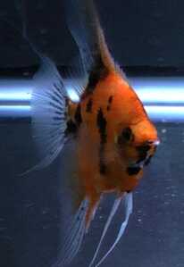 Angelfish Lone Elm