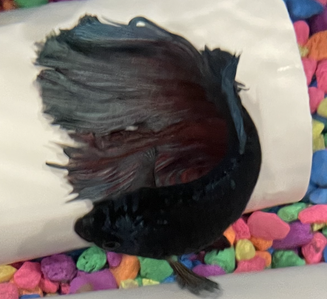 Blue 2 2026 01 15 at 4.48.16 PM