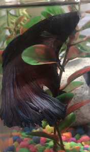 Blue 1 2026 02 17 at 12.57.09 PM