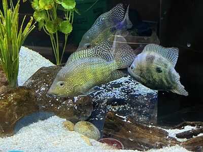 Fish3