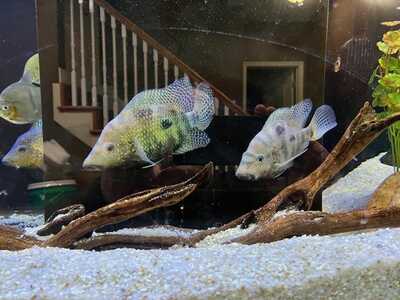 Fish1