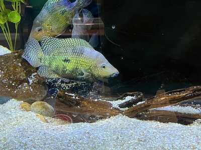Fish2